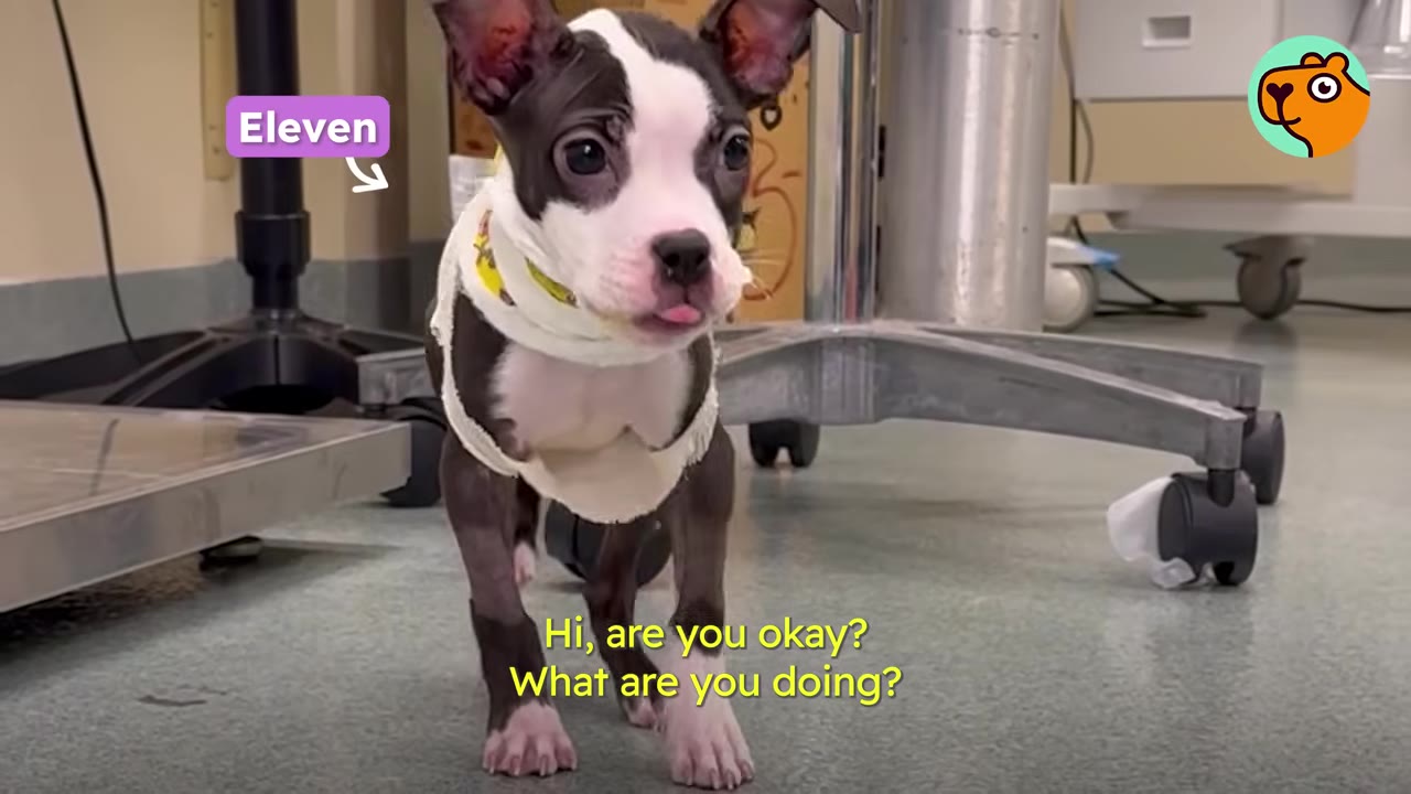 A tiny black-and-white puppy named Eleven wearing medical bandages around her chest stands on a clinic floor.