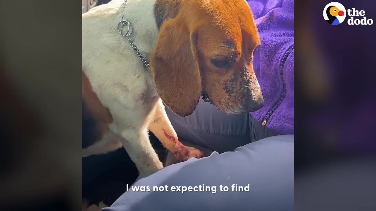 A beagle with a dirty snout and a bloody wound on its front leg sits inside a car next to a person in a purple jacket.