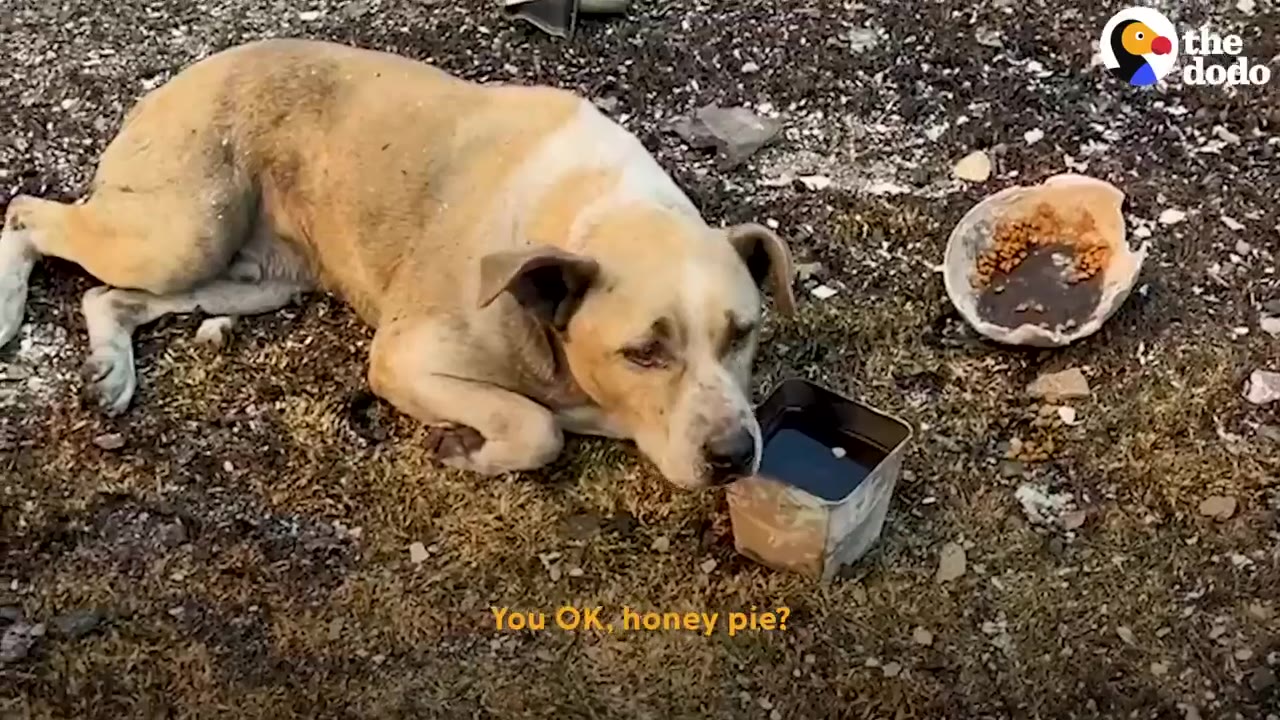 A tan dog resting on ash-covered ground next to containers of food and water.