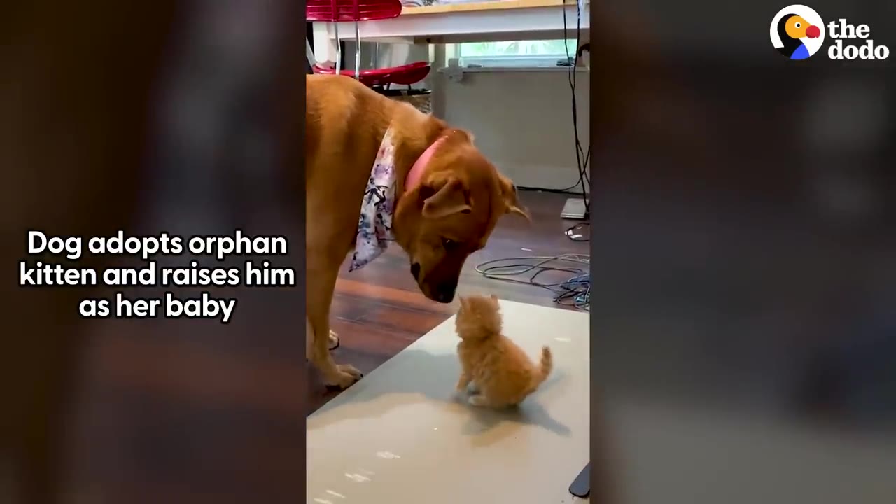 A large reddish-brown dog wearing a bandana leans down to look closely at a tiny ginger kitten sitting on a white surface.