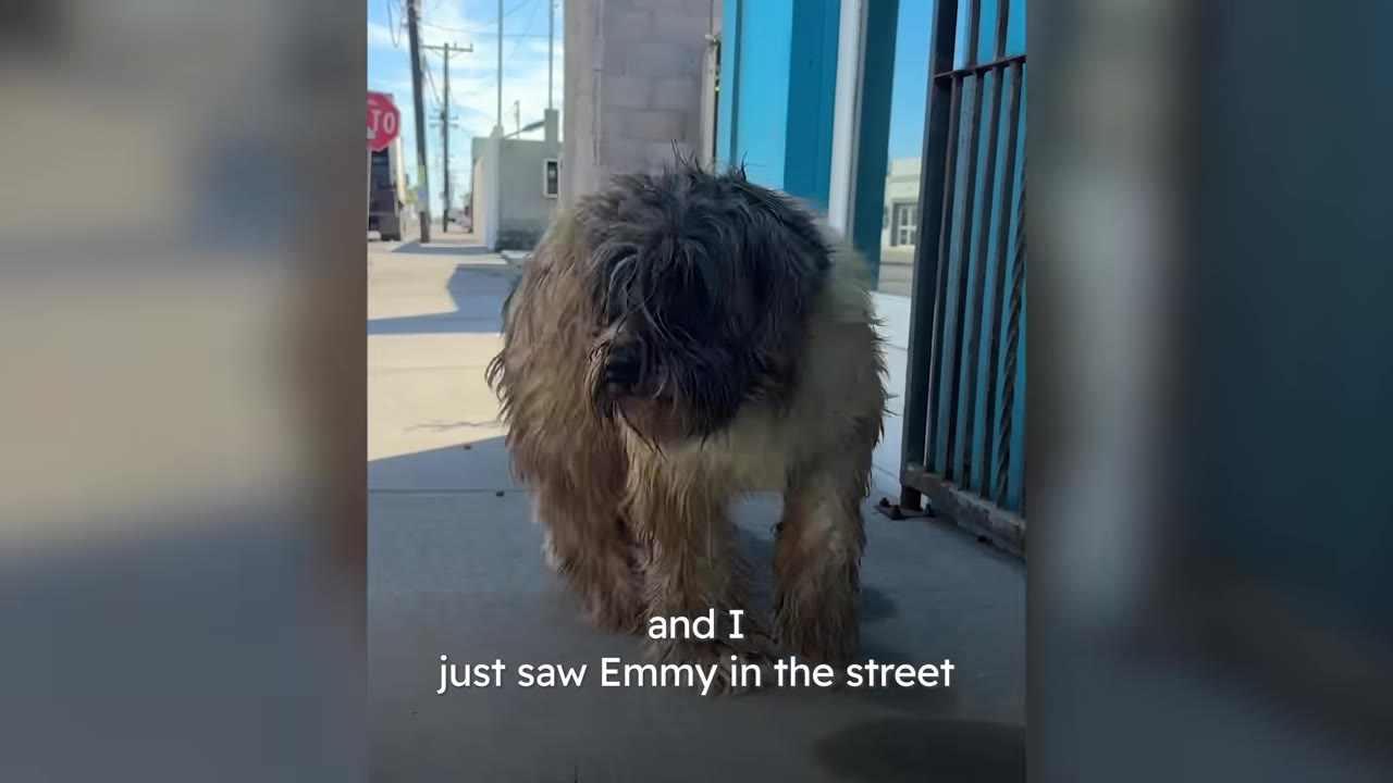 A stray dog with heavily matted fur walking along a sidewalk near a street.