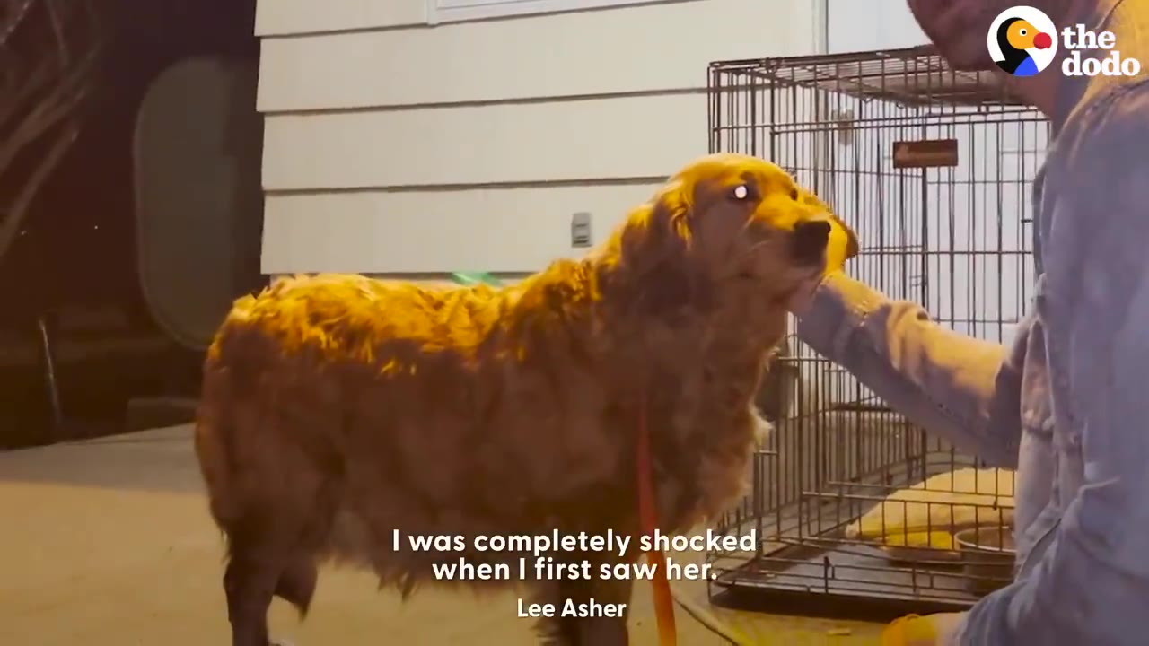 A golden retriever stands outdoors at night as a man gently rests his hand under her chin.