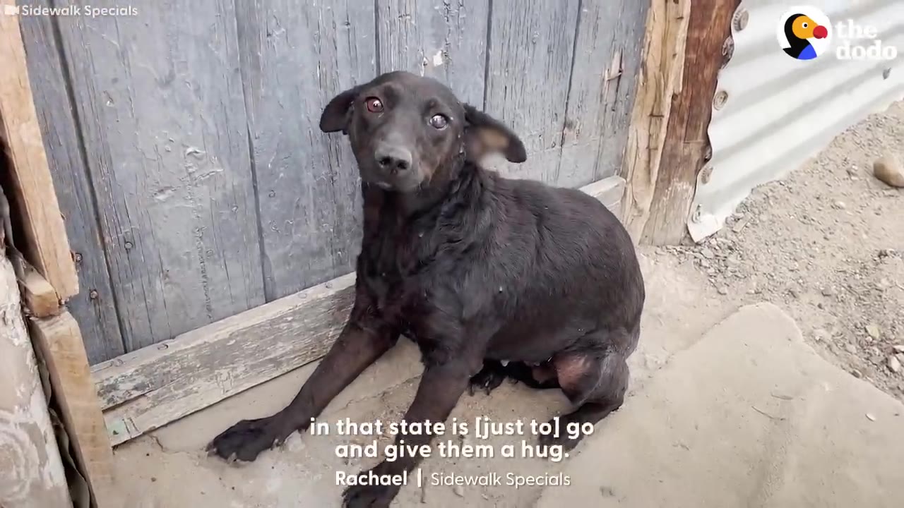 A small black dog sits nervously in front of a wooden door, looking directly into the camera with wide eyes.