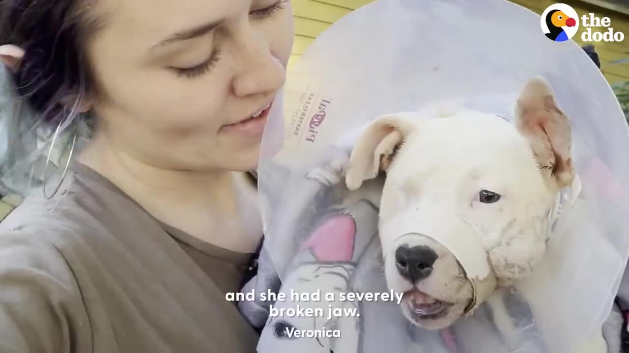 A woman holding a small white dog wearing a protective medical cone and bandaging around its muzzle.