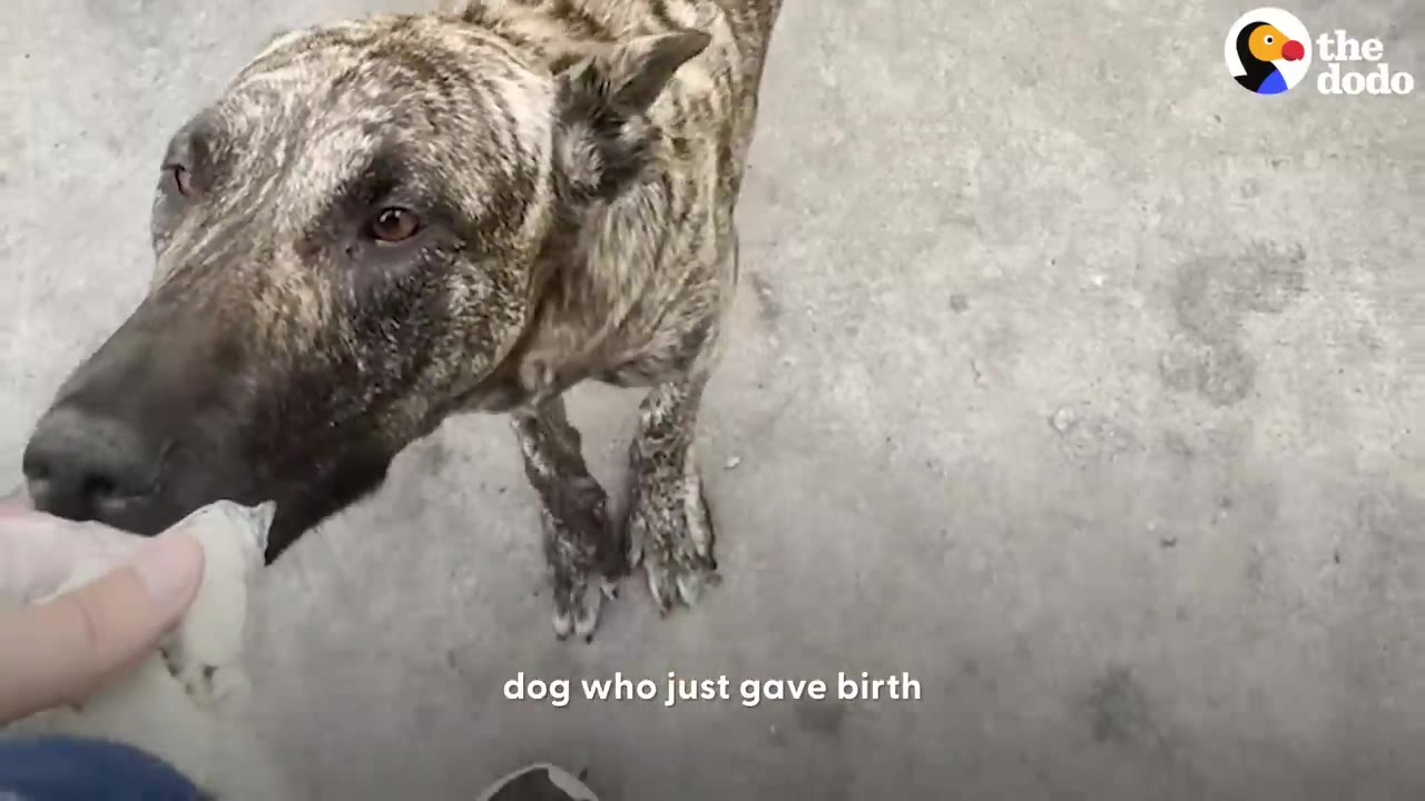 Close-up of a brindle dog looking up while taking food from a person's hand on a concrete sidewalk.