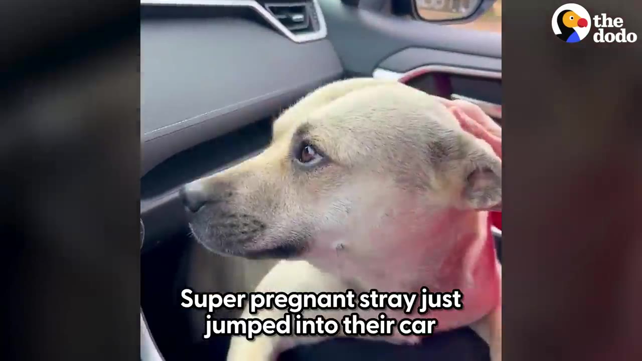 A light-colored, heavily pregnant dog resting inside a car while being gently petted on the head.