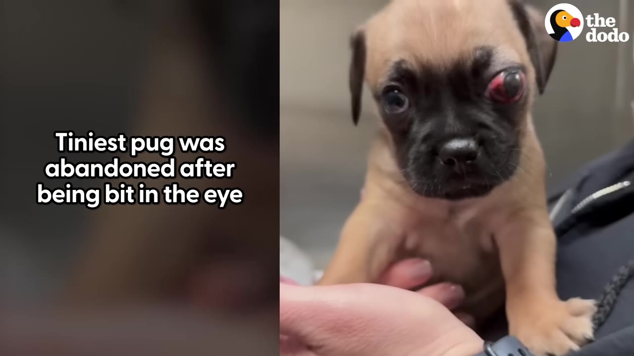 A close-up of a tiny tan pug puppy with a severe, swollen red injury to its left eye, being gently held by a person's hand.
