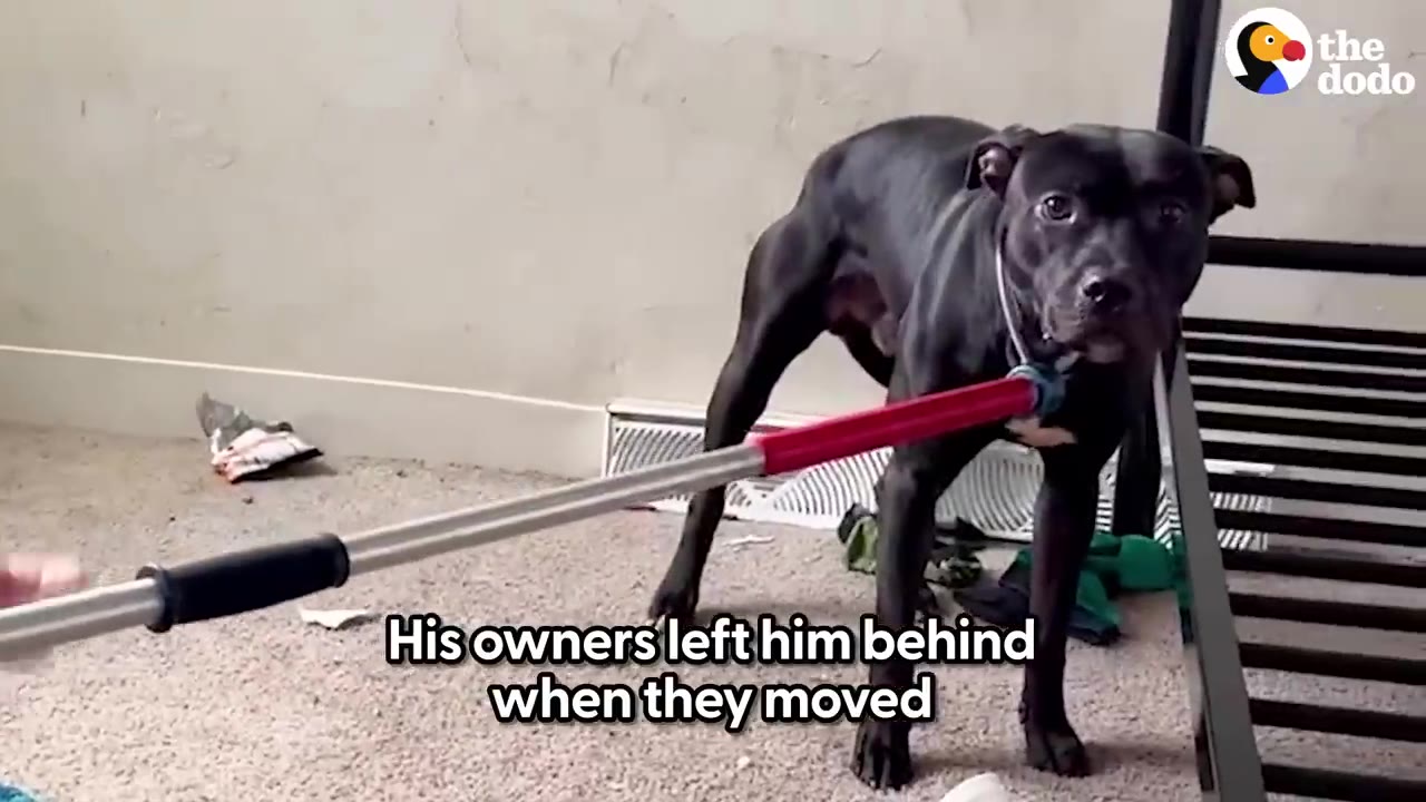 A black dog standing inside a room with a catch pole secured around its collar.