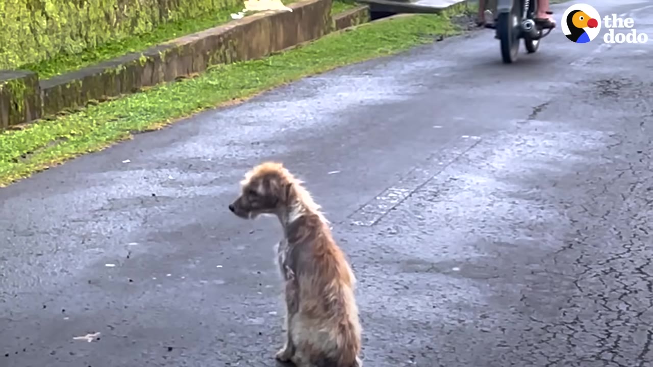 A frail, stray dog with patchy fur sitting alone on a paved village street.