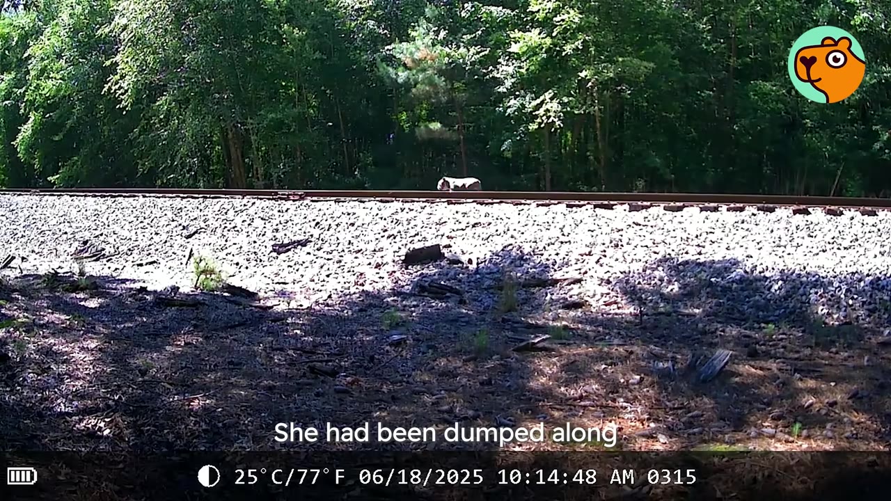 A trail camera view showing a small dog lying near railroad tracks next to a wooded area.