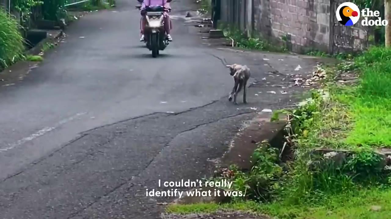A thin, hairless dog stands on a paved road in the distance as a motor scooter approaches.