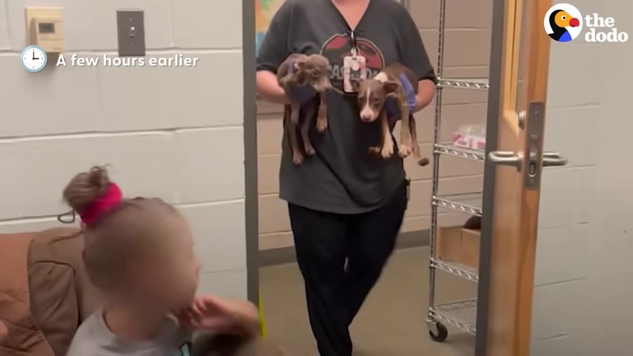 A person wearing gloves carries two extremely thin puppies through a doorway.