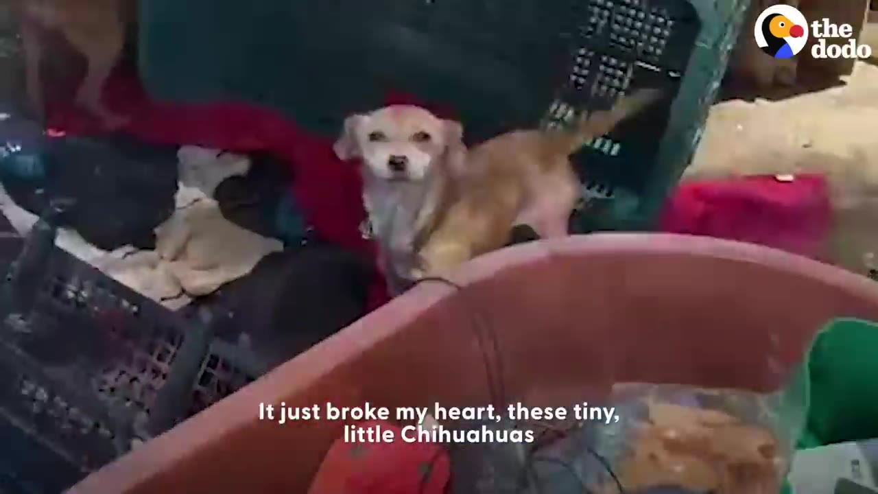 A small light brown chihuahua stands amongst clutter in a rescued area looking toward the camera.