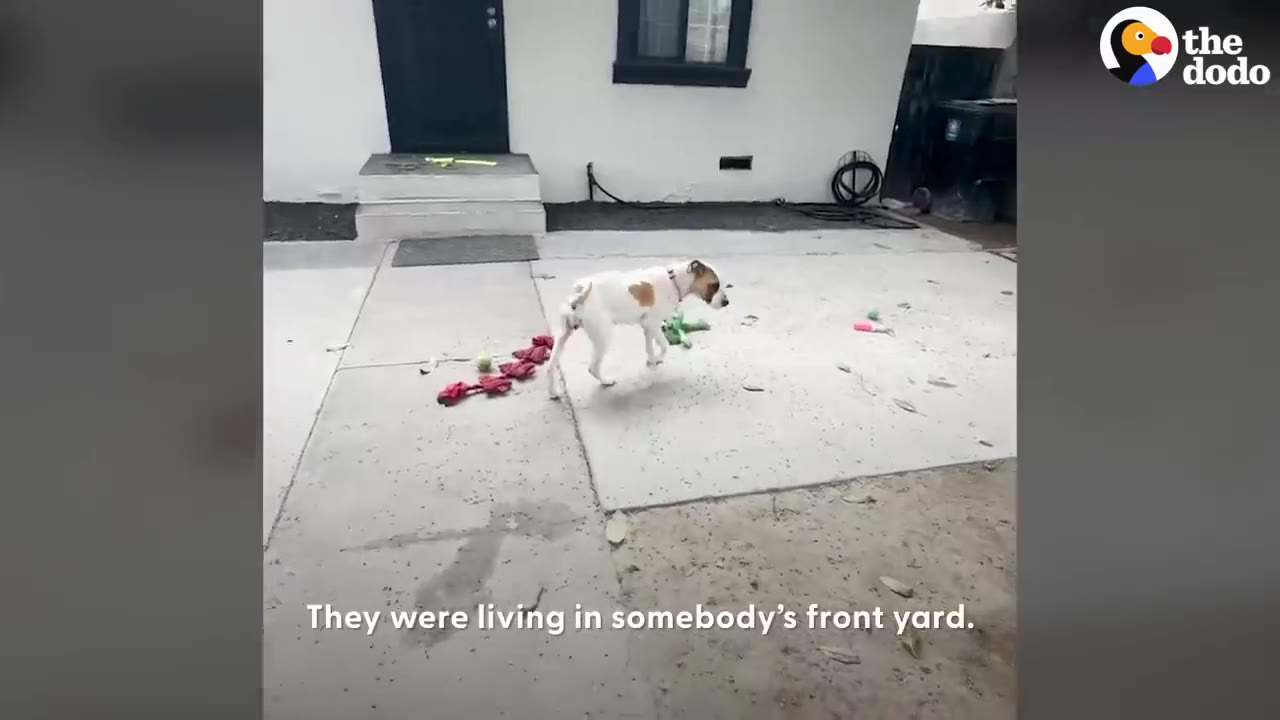 A white and brown dog walking across a concrete front yard in front of a house.