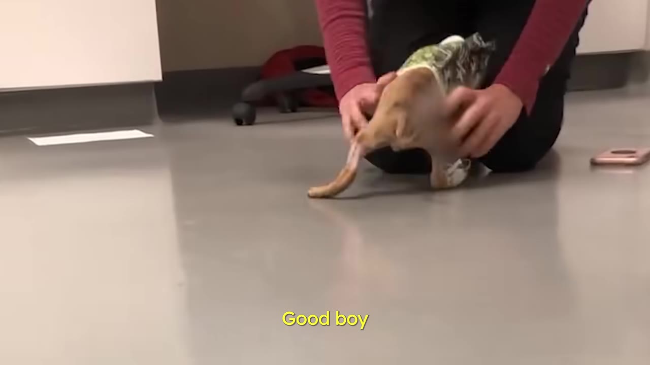 A small, hairless puppy wearing a green patterned vest stands on a shiny grey floor while a person's hands gently support him.