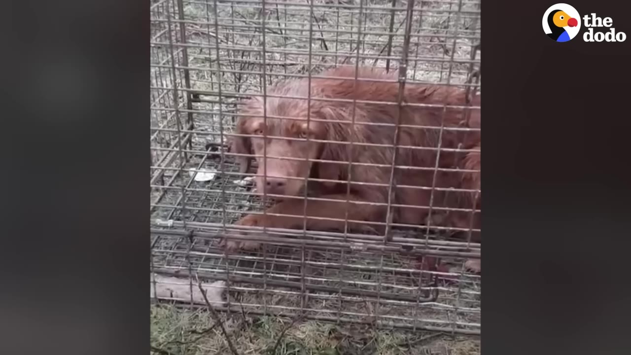 A wet, brown dog lies inside a wire cage outdoors, looking out with a sad expression.