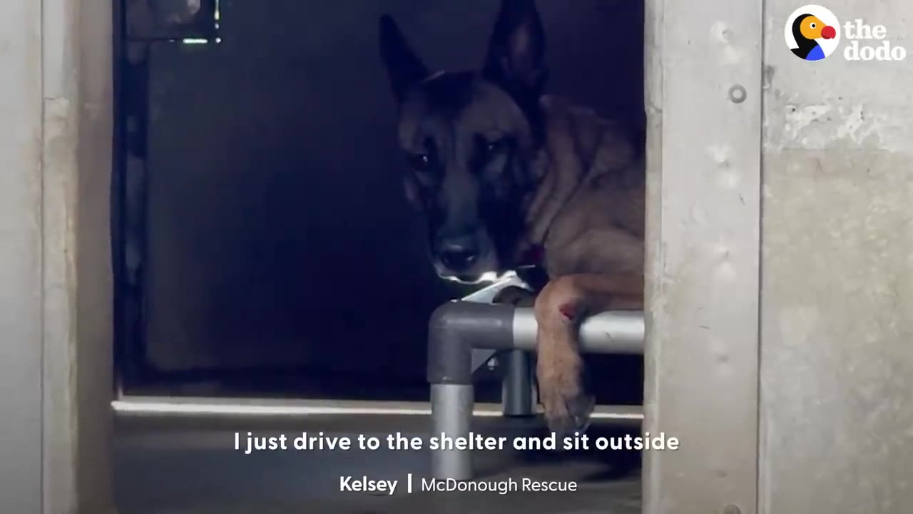 A German Shepherd-type dog lies on a raised cot inside a concrete shelter kennel, looking out with a sad expression.