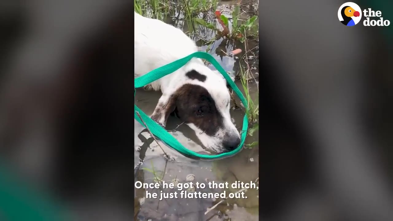 A white dog with black patches on its head lies in a muddy ditch with a green leash around its neck, looking sad.