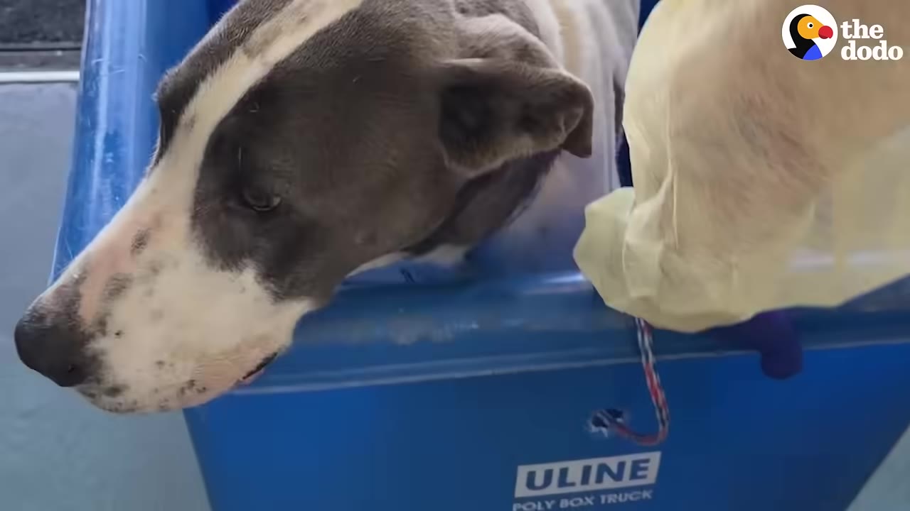A grey and white dog with sad eyes looks down from inside a blue plastic bin.