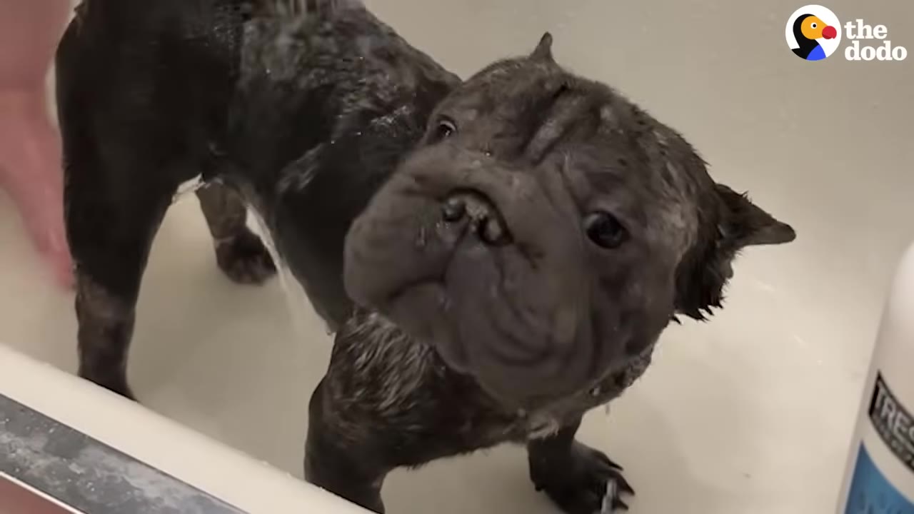 A wet, dark-colored French bulldog puppy stands in a white bathtub, looking up at the camera with a wrinkled face.