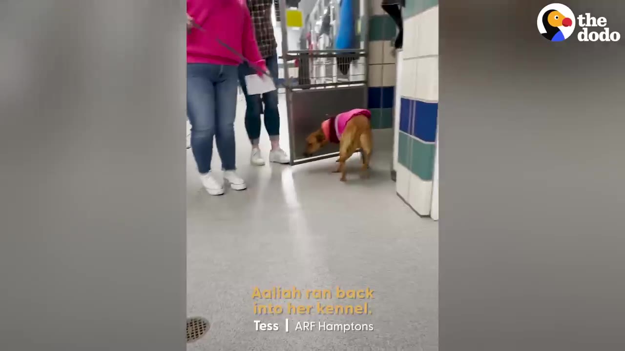 A timid brown dog wearing a pink vest retreats through an open door into her shelter kennel as visitors watch.