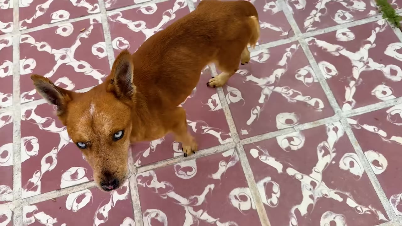 A small brown dog with blue eyes standing on a patterned tiled surface, looking up at the camera.