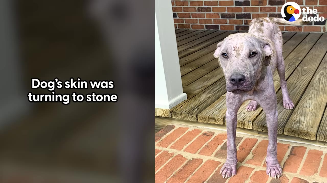 A hairless, grey-skinned dog with severe mange stands on a wooden porch, looking directly at the camera with a sad expression.
