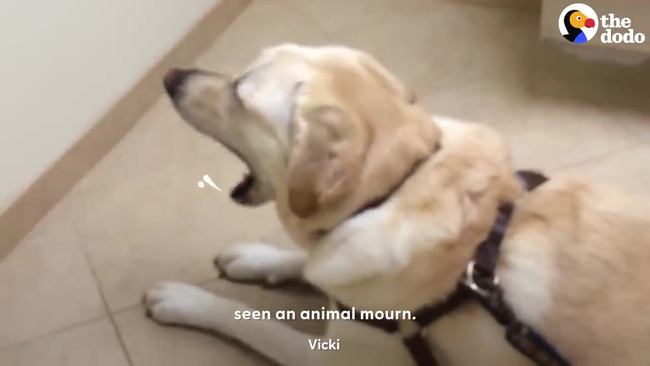 A yellow Labrador wearing a harness lying on the floor looking up while vocalizing.