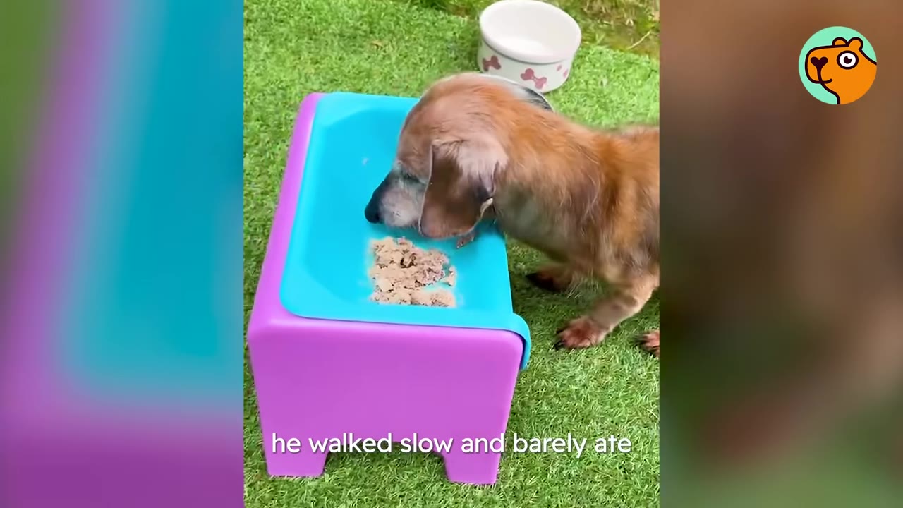 A small elderly brown dog eating wet food off a blue and purple raised feeder outdoors on green grass.
