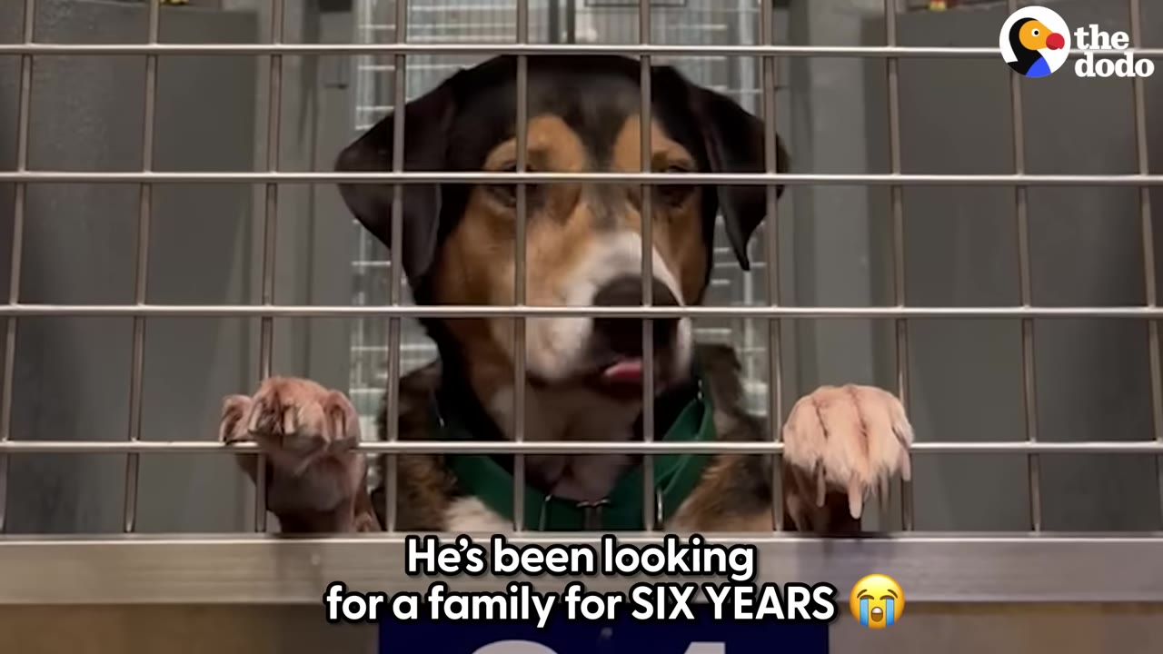A black and tan dog looking through the metal grid door of a shelter kennel with its front paws resting on the bars.