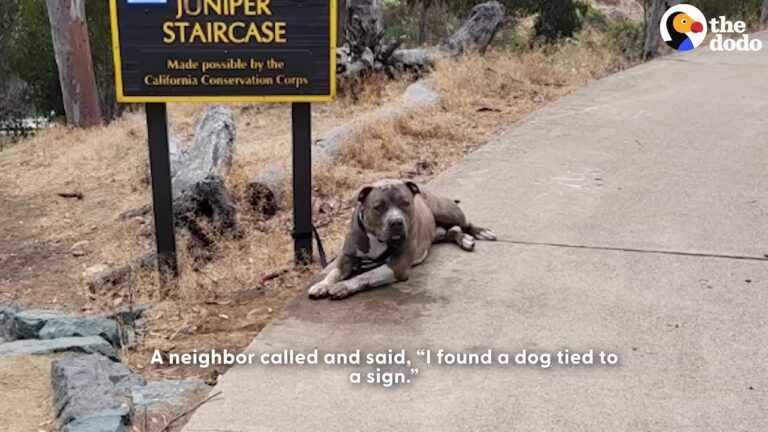 California Dog Was Left Tied To A Street Sign, But Something Beside Him Made The Scene Even Harder To Ignore