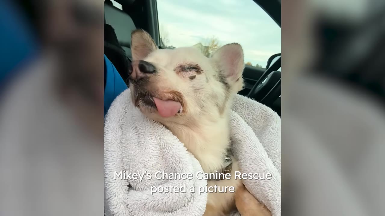 A small white dog wrapped in a fluffy towel in a car with its tongue sticking out.
