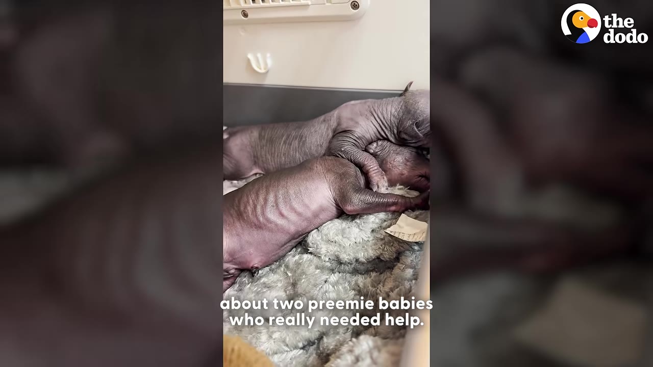 Two tiny, hairless, newborn puppies lie huddled together on a soft grey blanket.