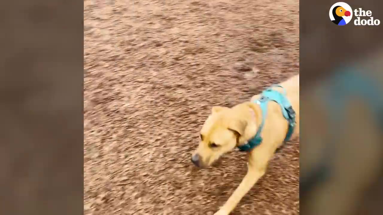 A tan dog wearing a blue harness walks across a ground covered in wood chips outdoors.