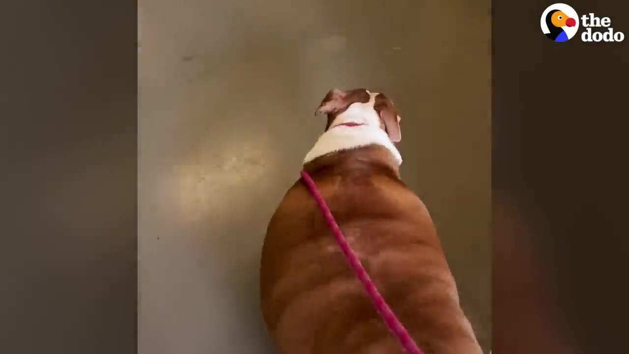 A top-down view of a very overweight brown and white pit bull walking on a pink leash.