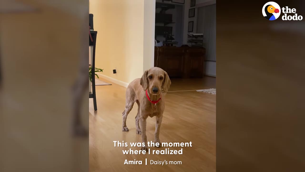 A thin, light brown dog wearing a red collar stands inside a home and looks directly at the camera.