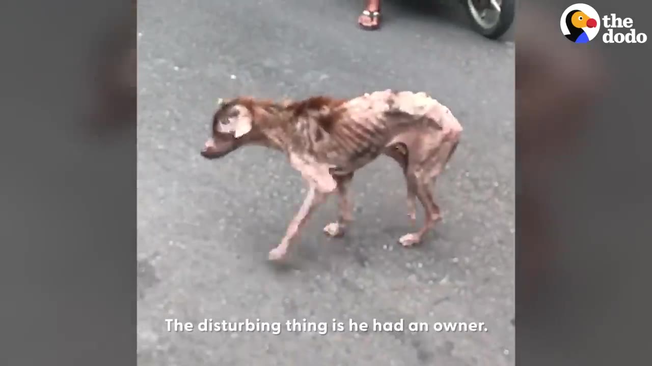 An extremely emaciated, malnourished brown dog with visible ribs and spine walks on an asphalt road.