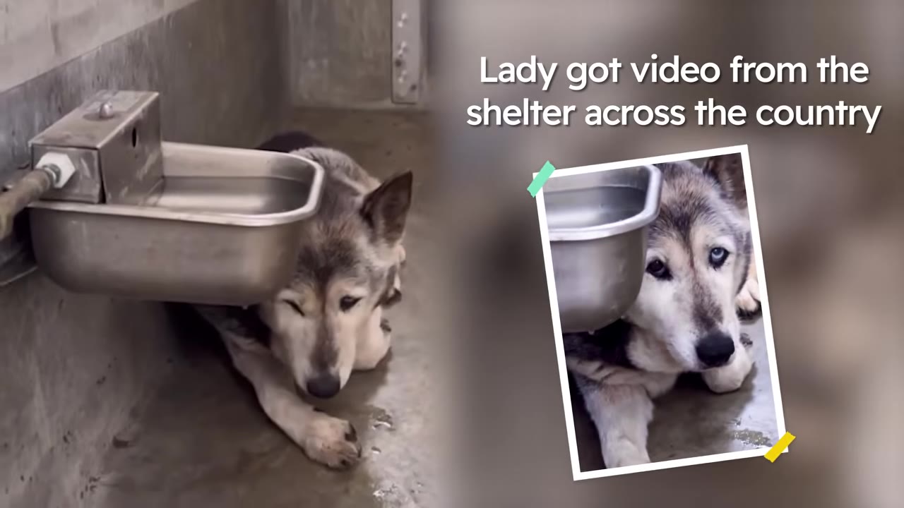 A husky mix sitting on a concrete floor in a shelter kennel next to a metal water dispenser.