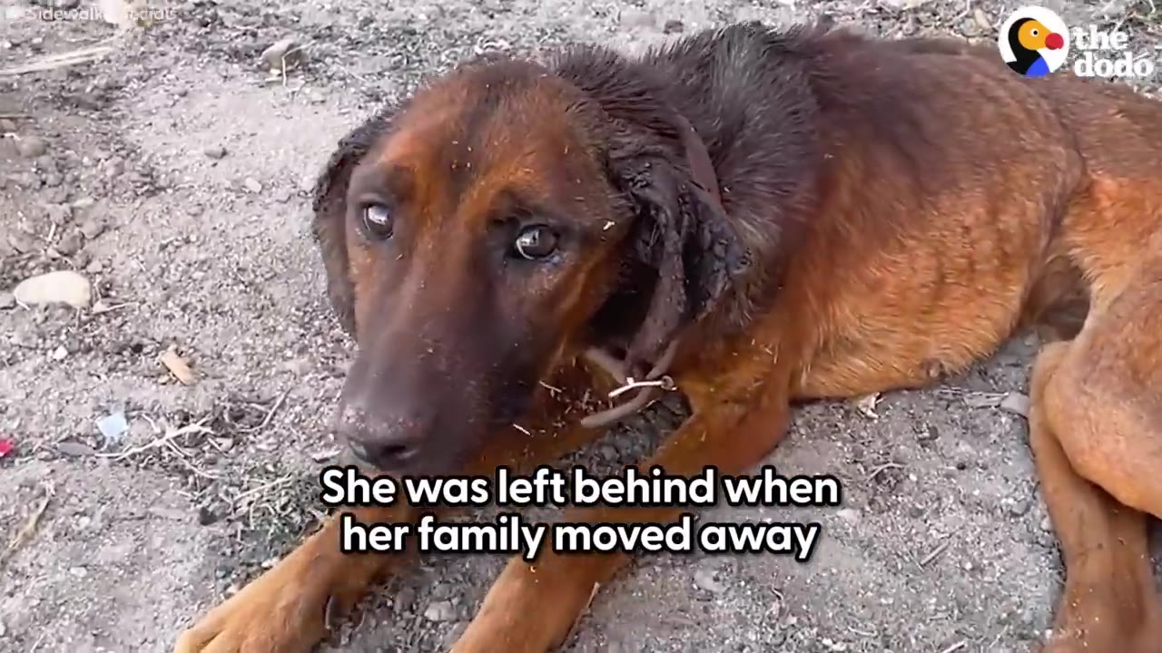 A close-up view of a thin brown dog lying on the dirt ground with a sad expression.