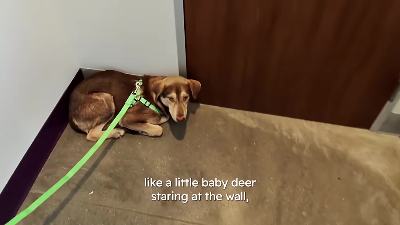 A brown and tan dog wearing a bright green harness lying curled up in the corner of a room next to a wooden door.