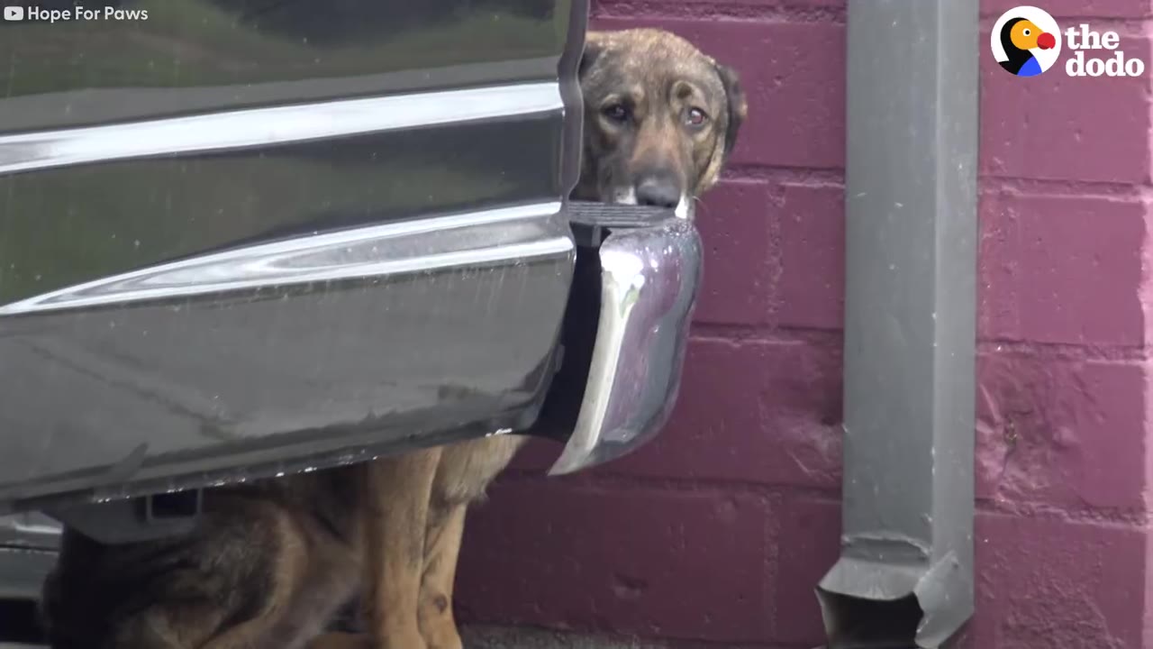 A sad dog peeking out from behind the rear bumper of a black vehicle next to a brick building.