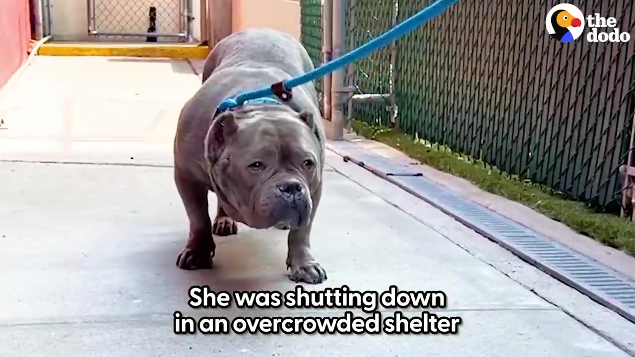 A gray pit bull mix wearing a blue leash stands crouched on a concrete walkway near a chain-link fence.
