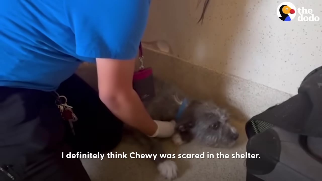 A shelter worker in a blue shirt kneels on the floor beside a small, scruffy gray dog lying quietly against the wall.