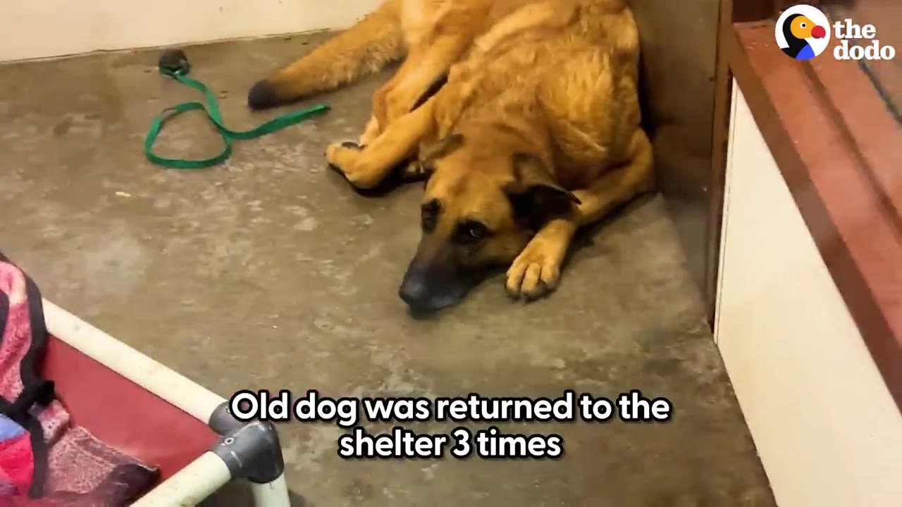 A German shepherd mix lying sadly on the concrete floor of a shelter kennel looking up.