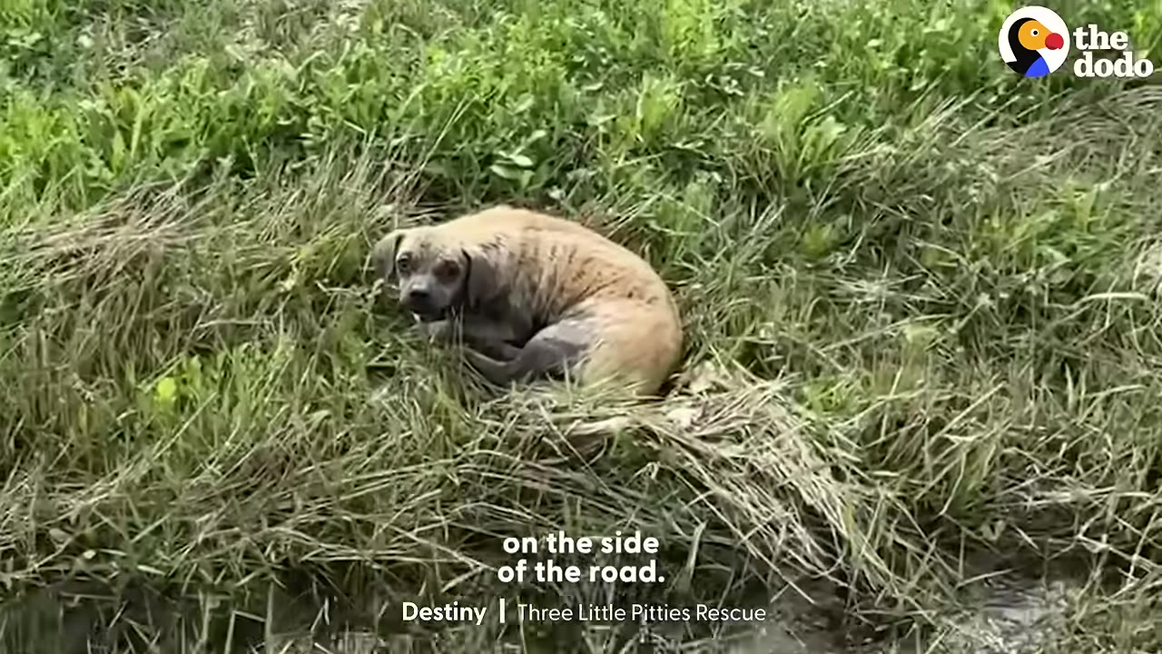 A small, muddy brown dog curled up in tall, wet green grass on the side of a road.