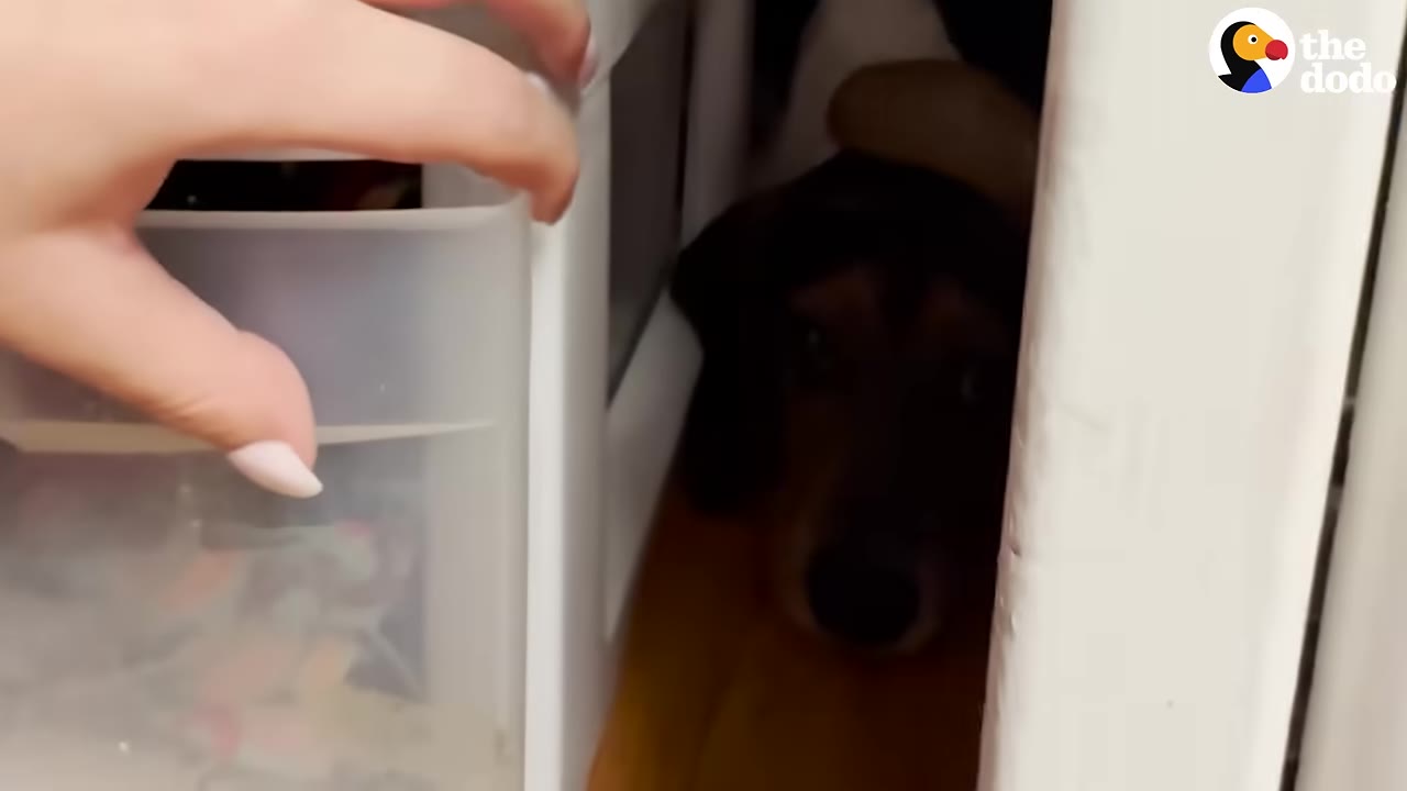 A close-up shot of a dog's face peeking out from a narrow gap between a white plastic drawer unit and a wall, looking frightened.