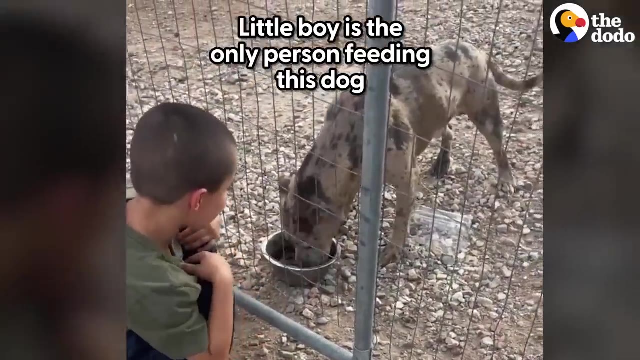 A young boy sits near a wire fence watching a spotted dog eat food from a bowl inside the enclosure.