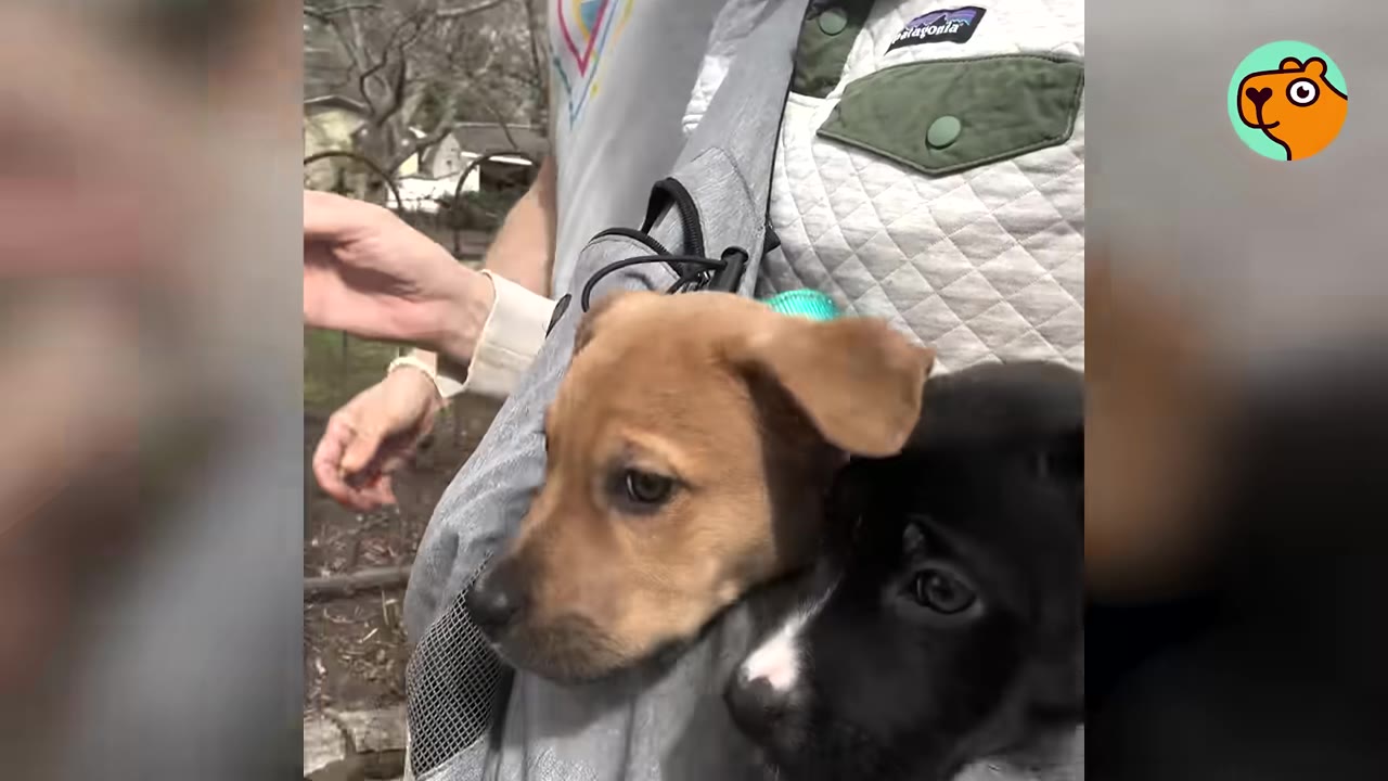 A brown puppy and a black and white puppy nestled together inside a grey pet carrier sling worn by a person.