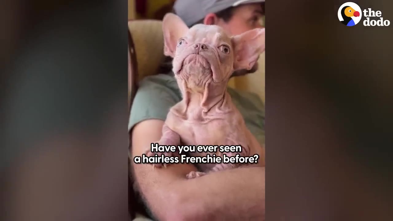 A hairless French Bulldog puppy with wrinkled skin sitting on a person's lap.