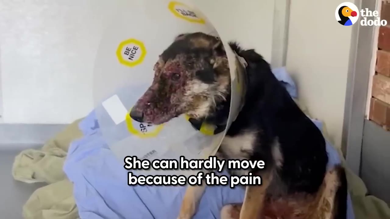 A rescued dog wearing a protective medical cone collar rests weakly on a blue blanket.